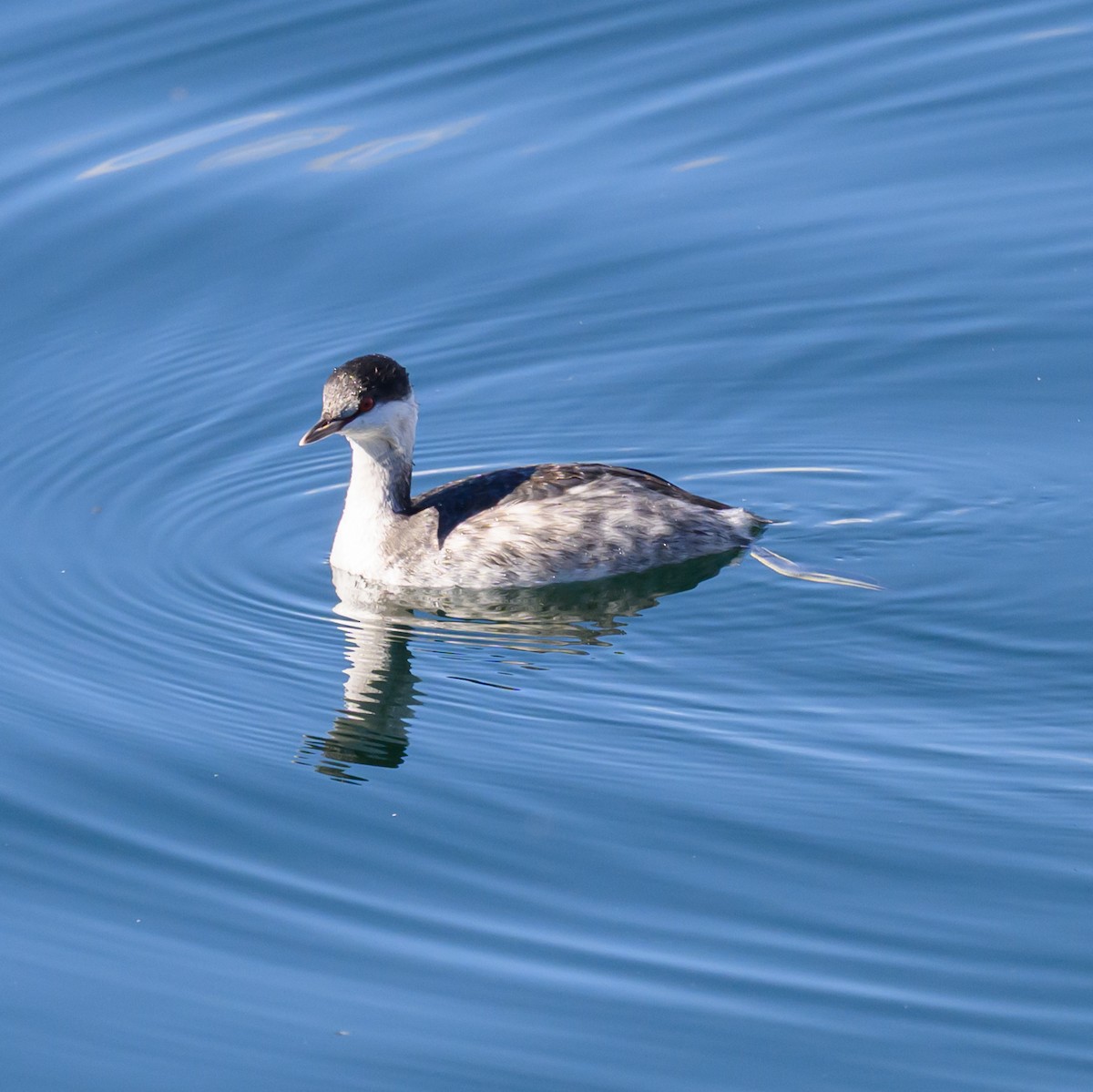 Horned Grebe - ML643277267