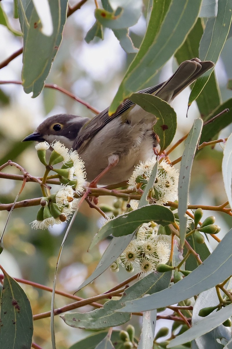 Brown-headed Honeyeater - ML643277276
