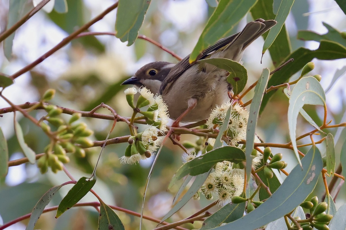 Brown-headed Honeyeater - ML643277277