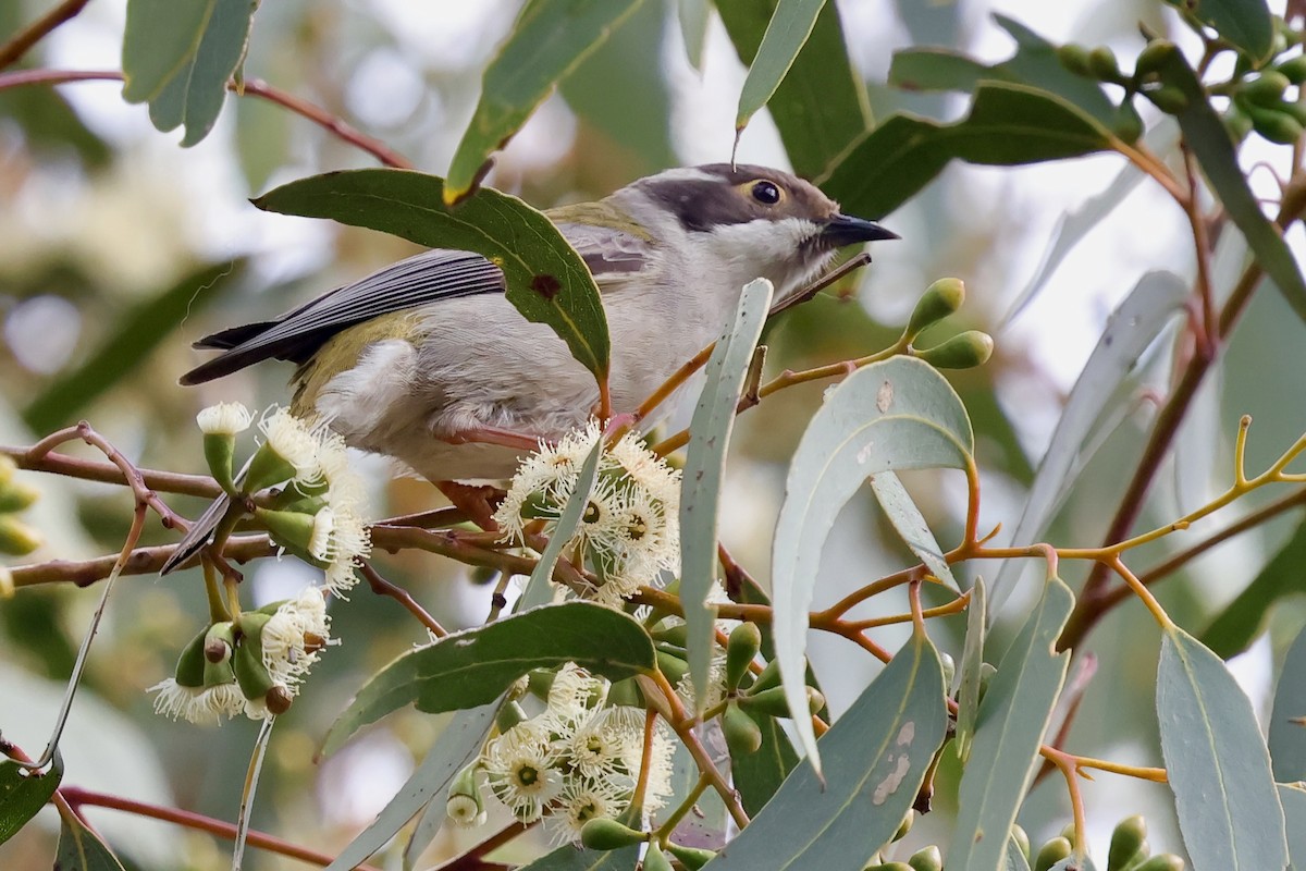 Brown-headed Honeyeater - ML643277278