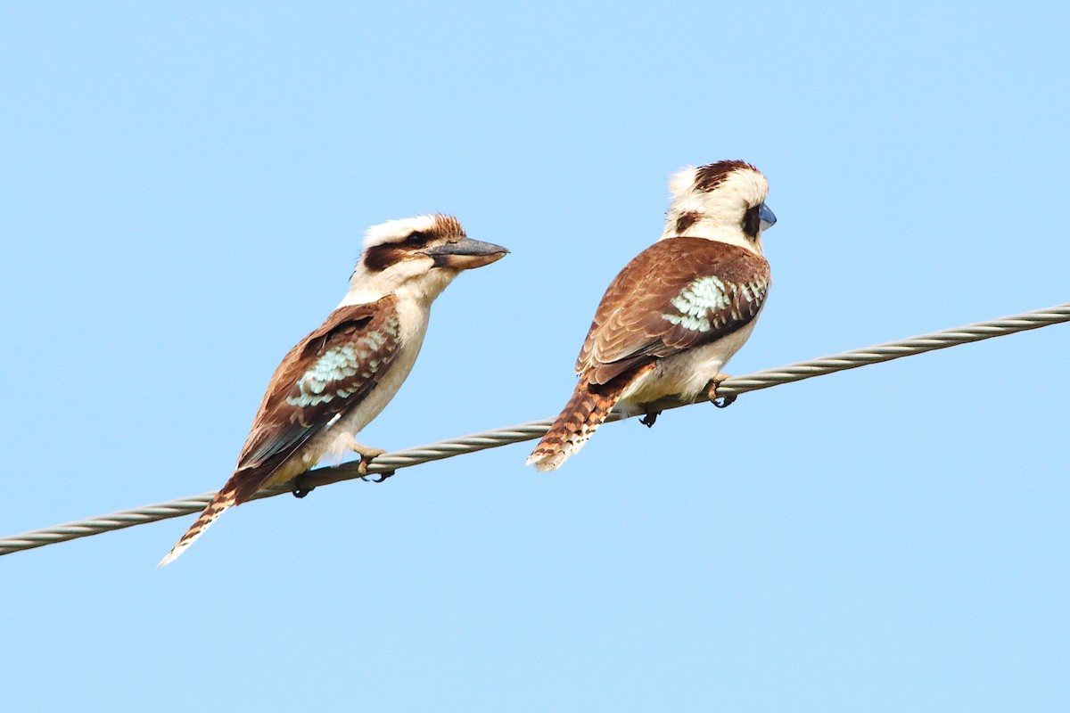 Laughing Kookaburra - ML643277280