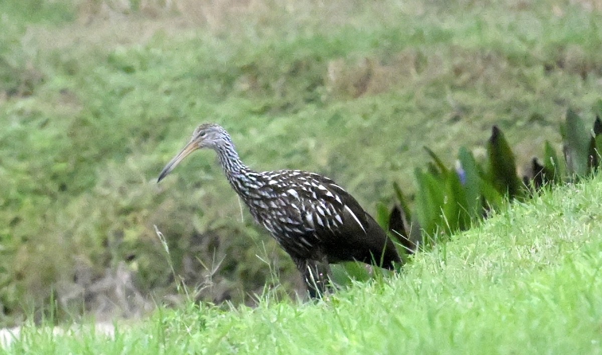 Limpkin - ML643277282