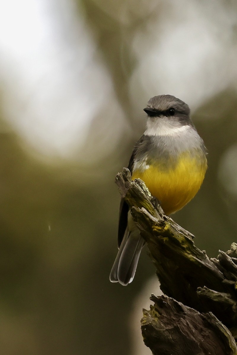 Western Yellow Robin - ML643277286