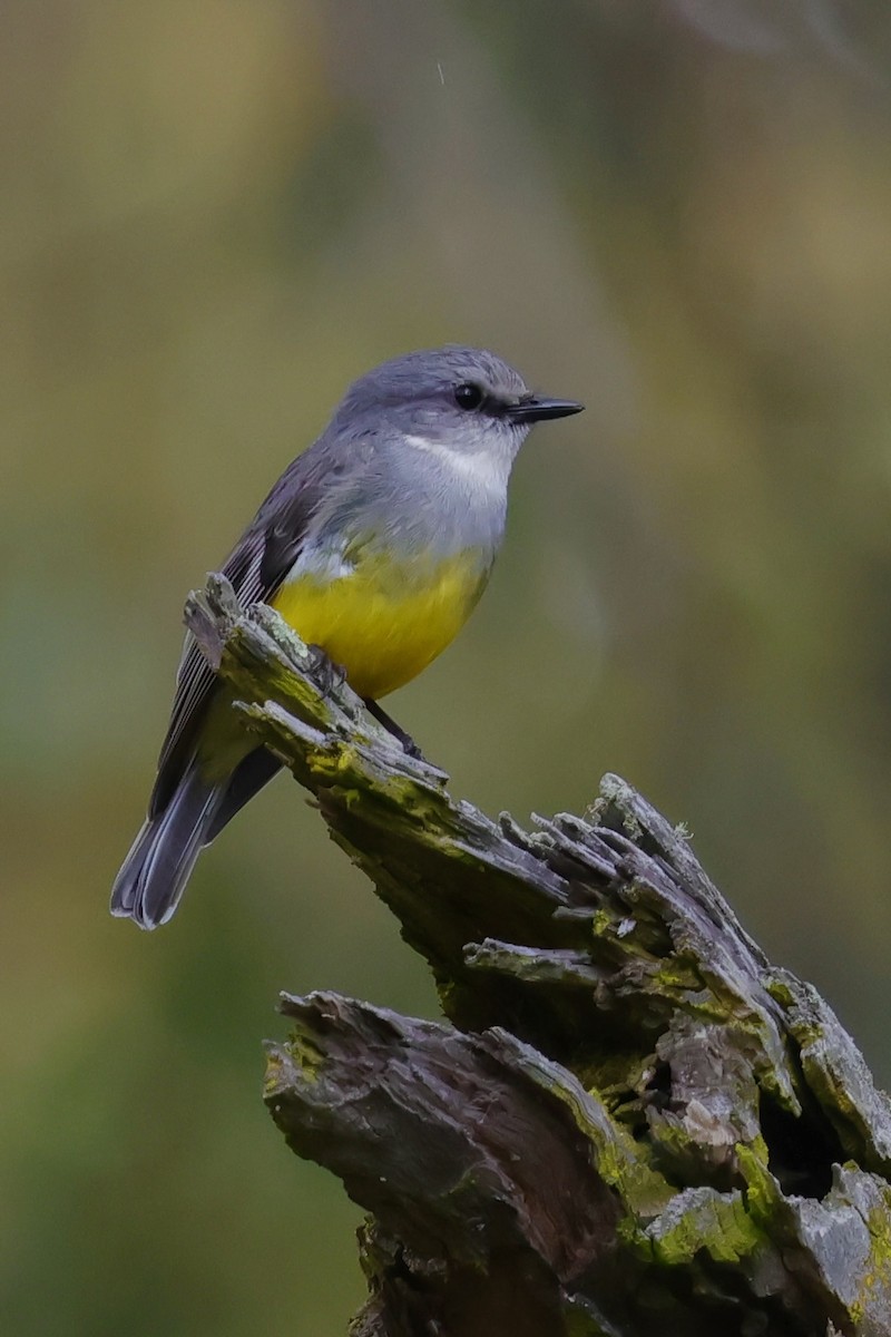Western Yellow Robin - ML643277287