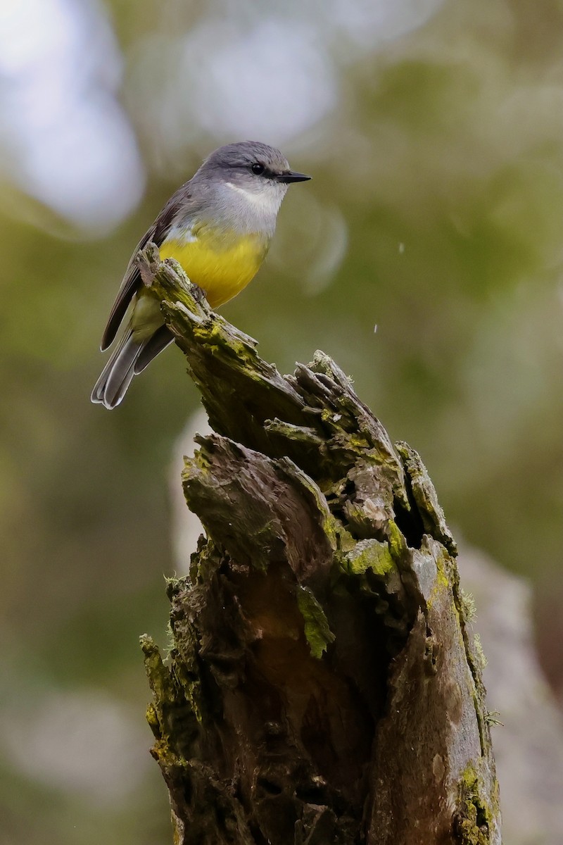 Western Yellow Robin - ML643277288