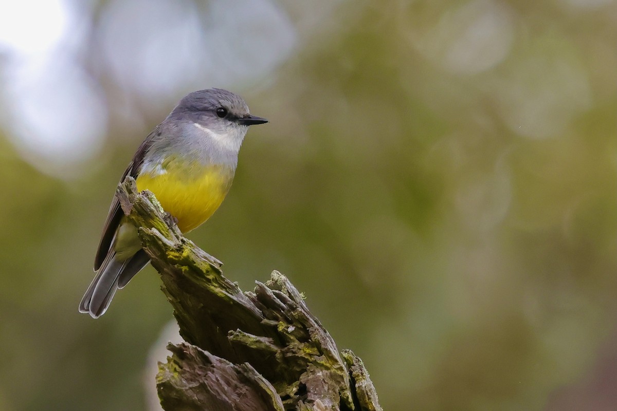 Western Yellow Robin - ML643277289