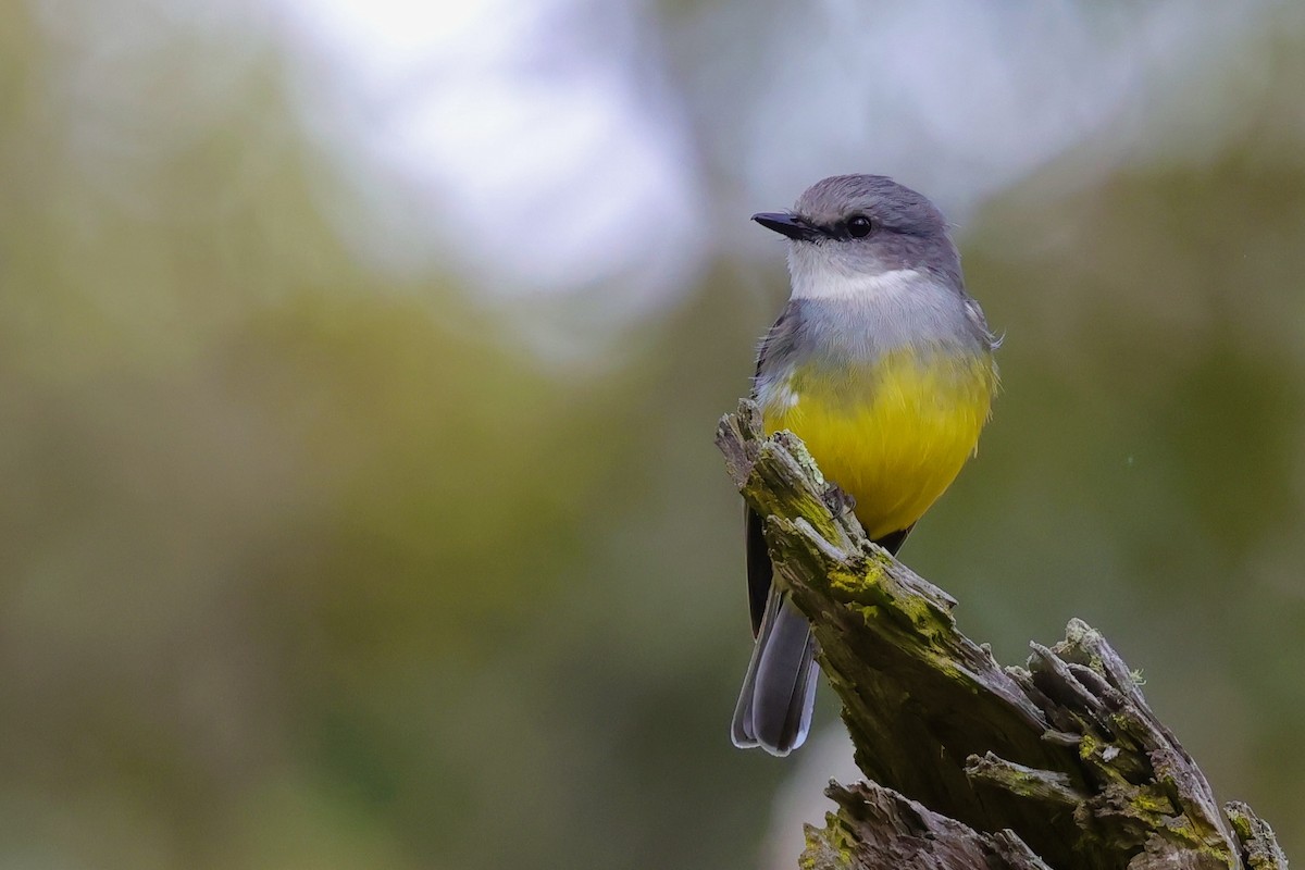 Western Yellow Robin - ML643277290