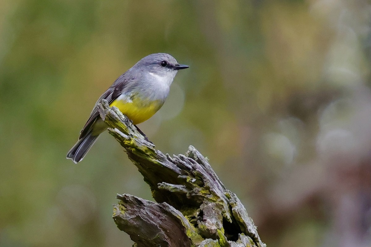 Western Yellow Robin - ML643277291