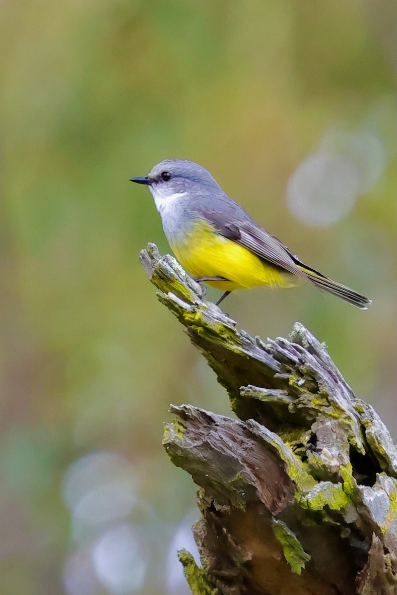 Western Yellow Robin - ML643277292
