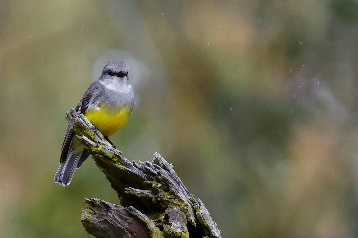 Western Yellow Robin - ML643277293