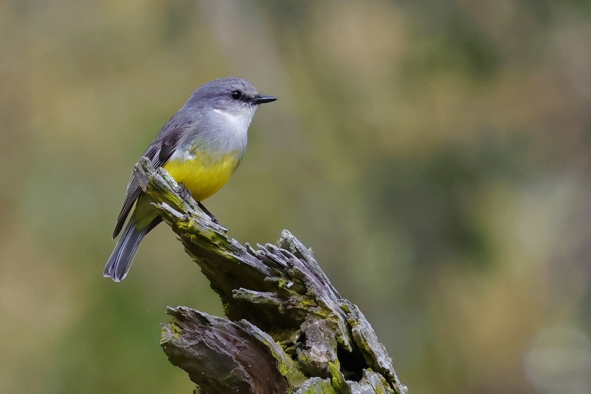 Western Yellow Robin - ML643277294