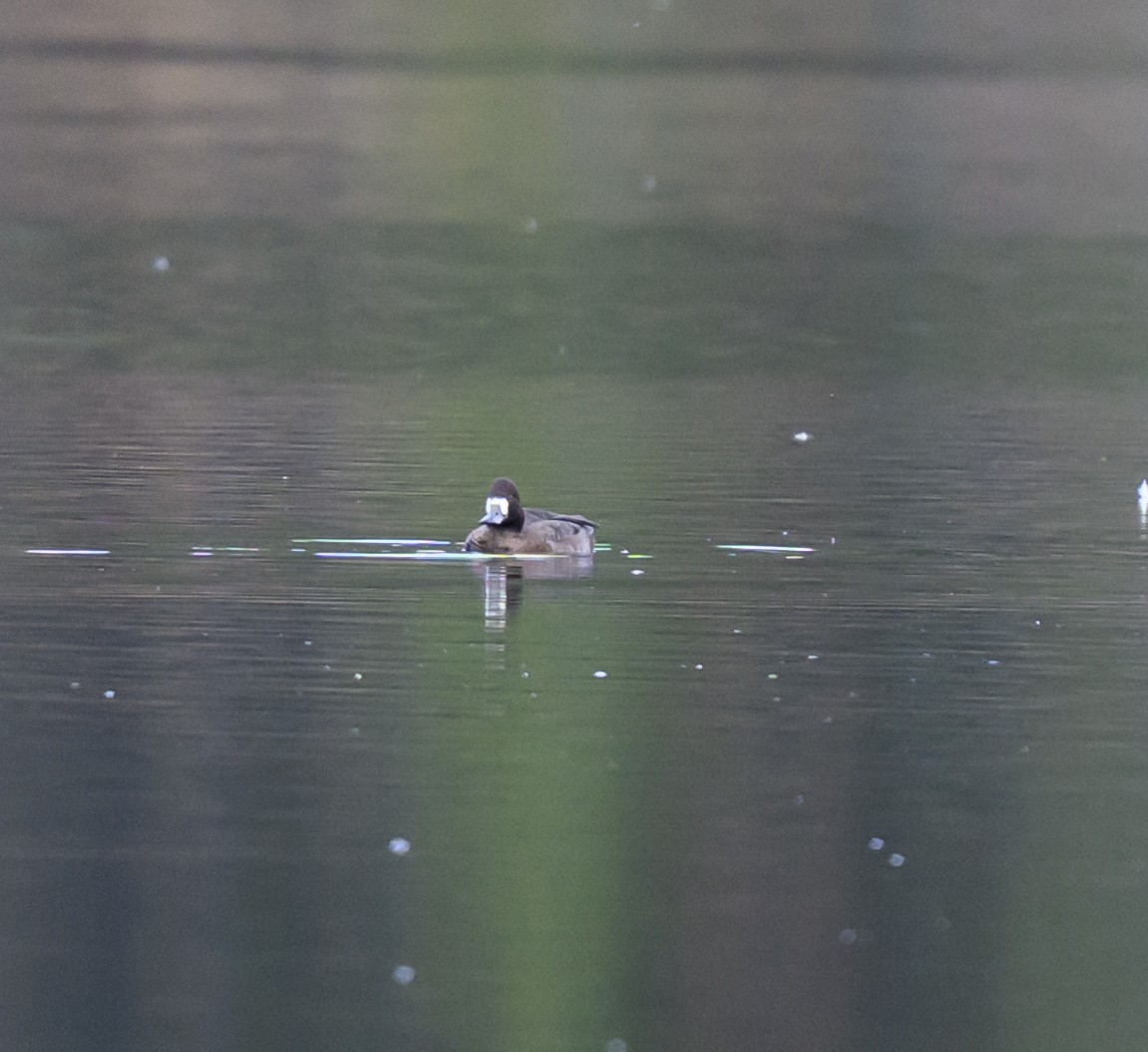Lesser Scaup - ML643277308