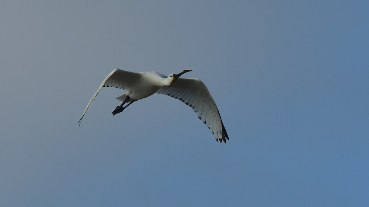 skjestork - ML643277314