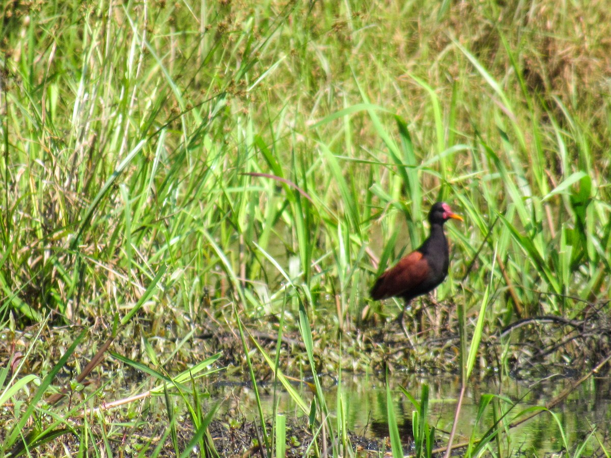 Wattled Jacana - ML643277315