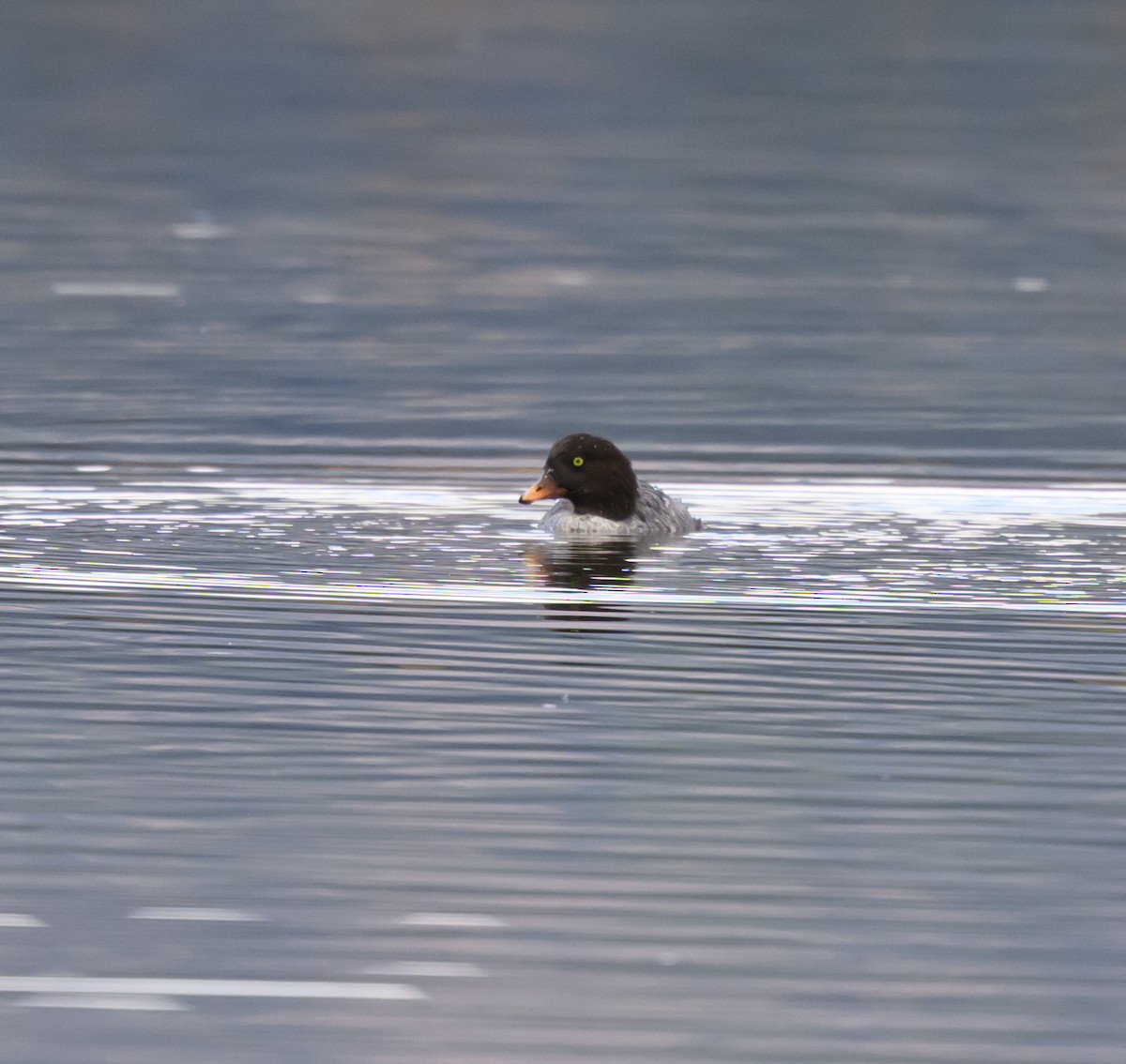 Barrow's Goldeneye - ML643277323