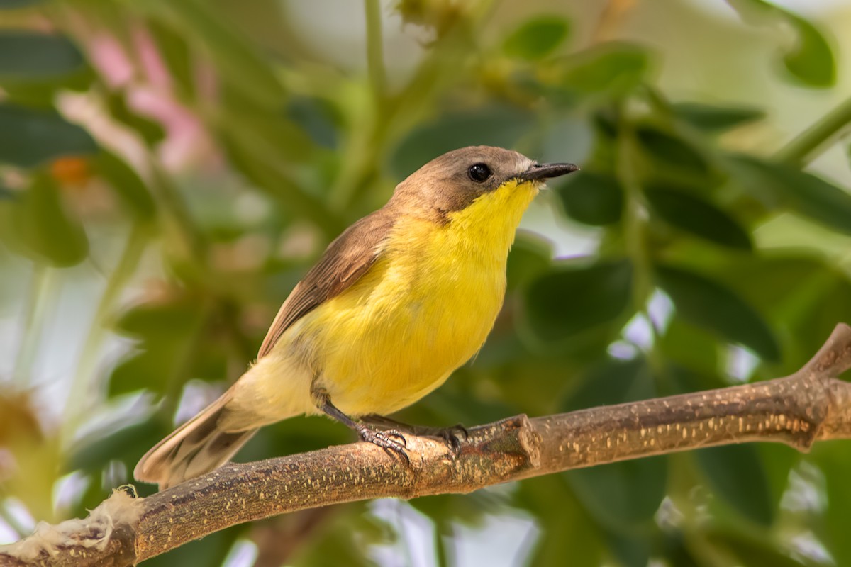 Golden-bellied Gerygone - ML643277326