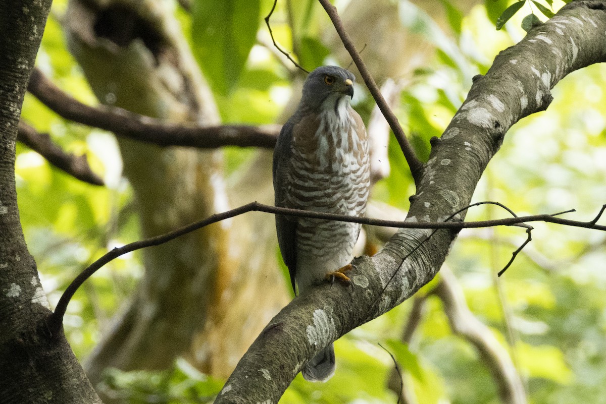 Crested Goshawk - ML643277334