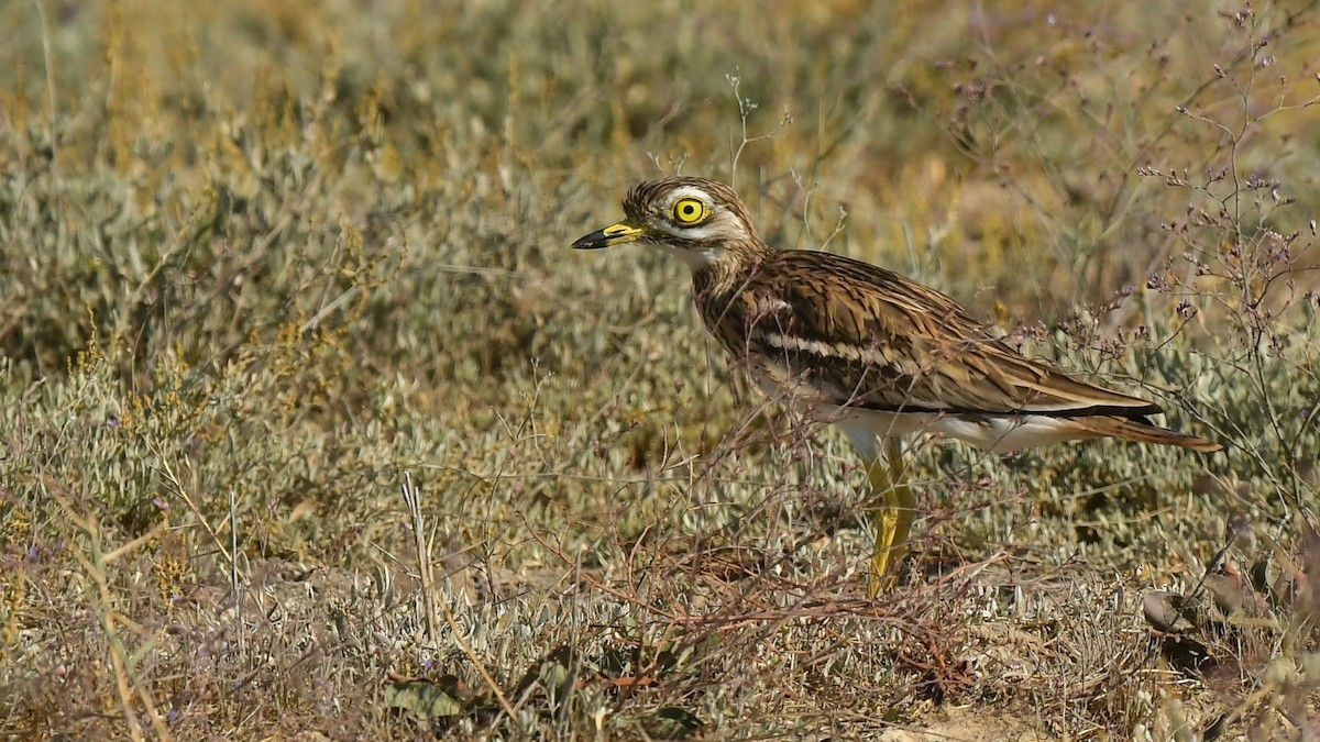 Eurasian Thick-knee - ML643277359