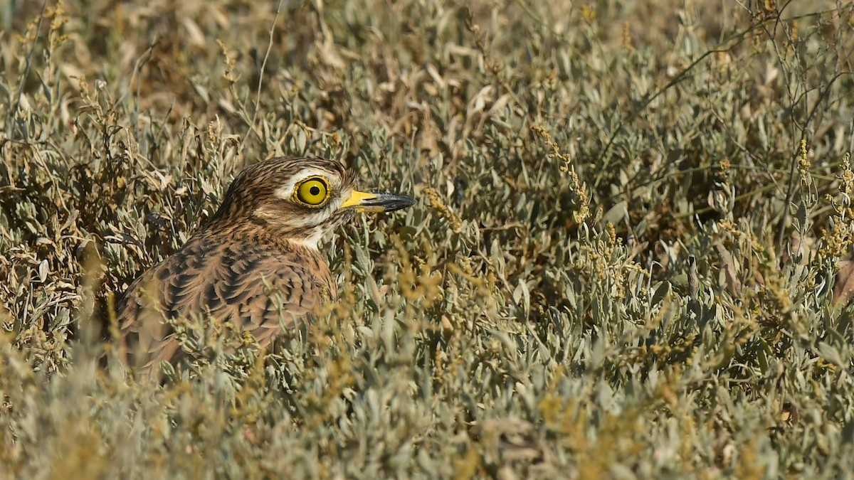 Eurasian Thick-knee - ML643277360