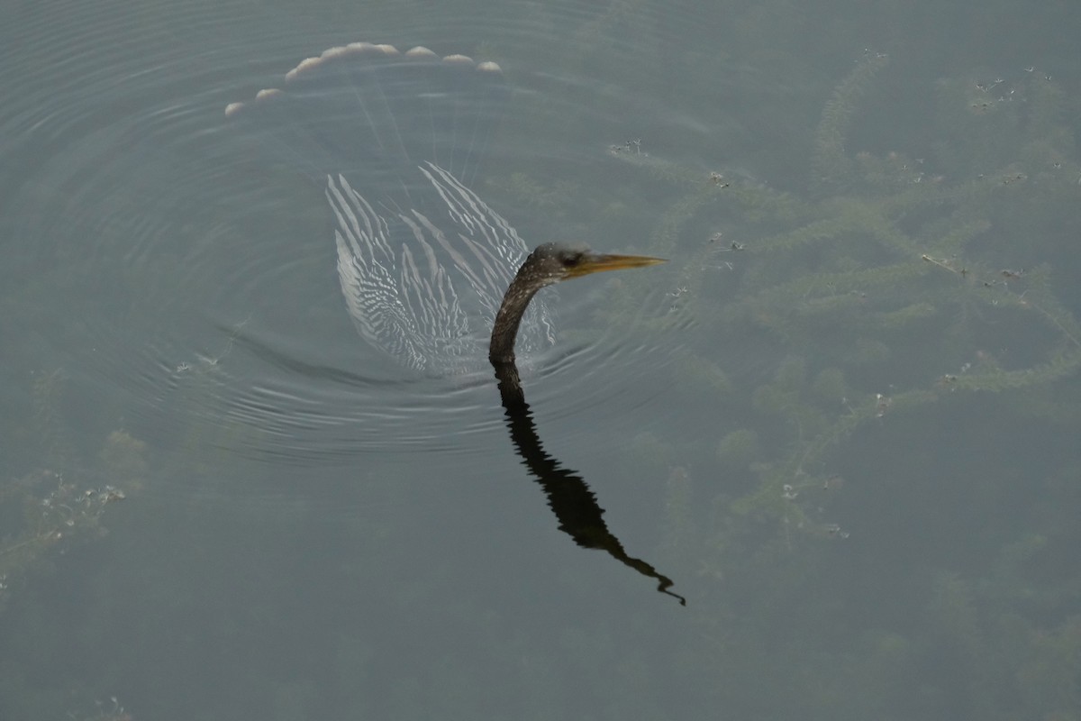 Anhinga - ML643277362