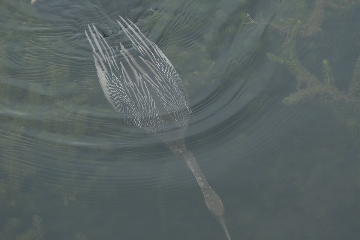 Anhinga - ML643277363