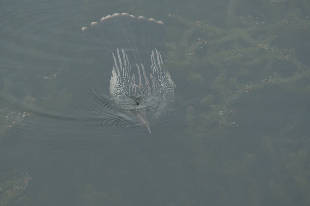 Anhinga - ML643277364