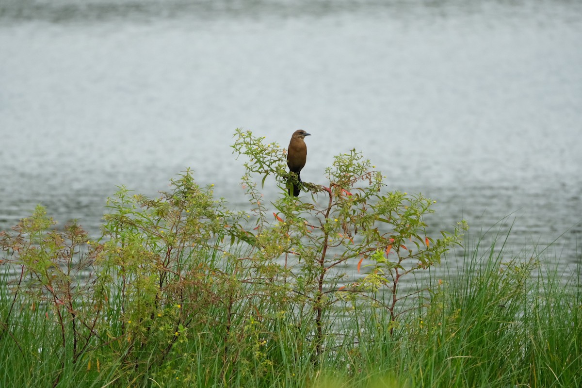 Boat-tailed Grackle - ML643277381