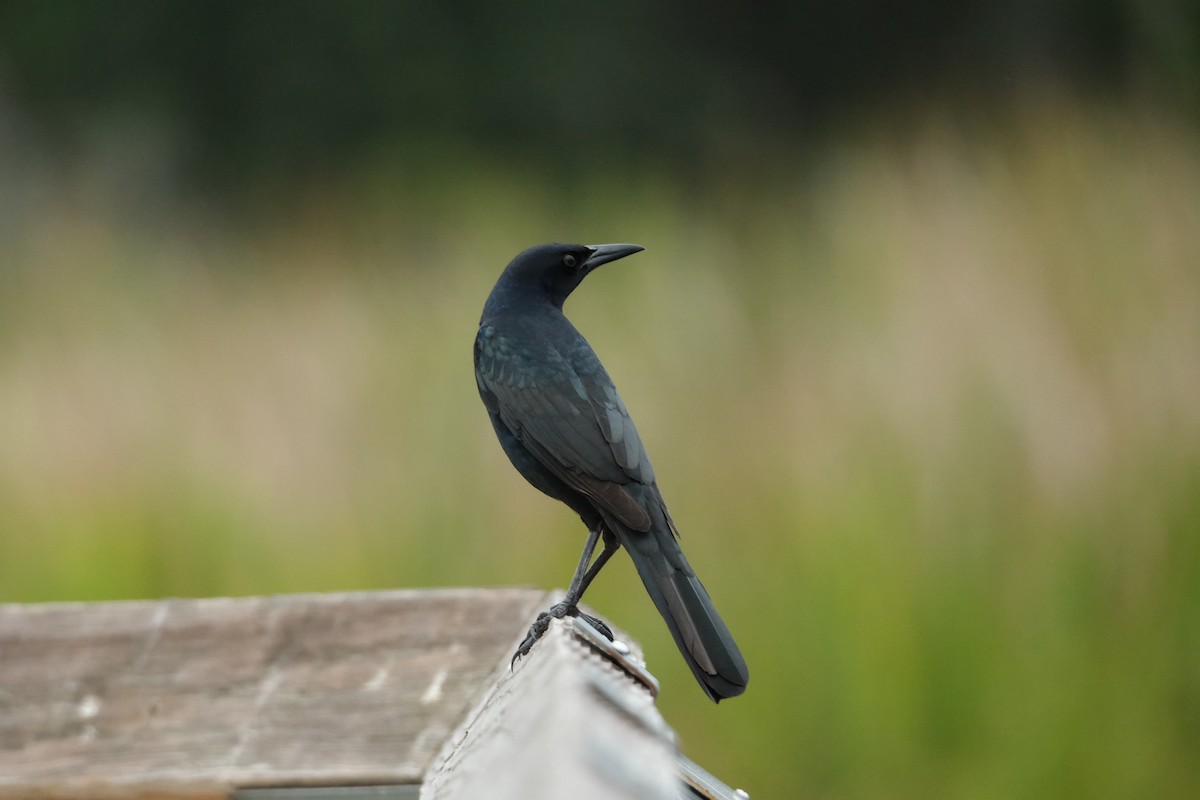 Boat-tailed Grackle - ML643277382