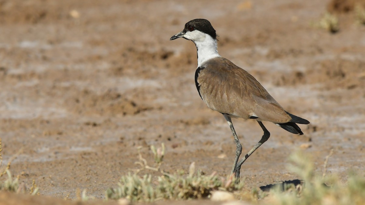 Spur-winged Lapwing - ML643277383