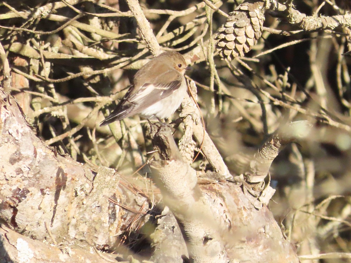European Pied Flycatcher - ML643277389
