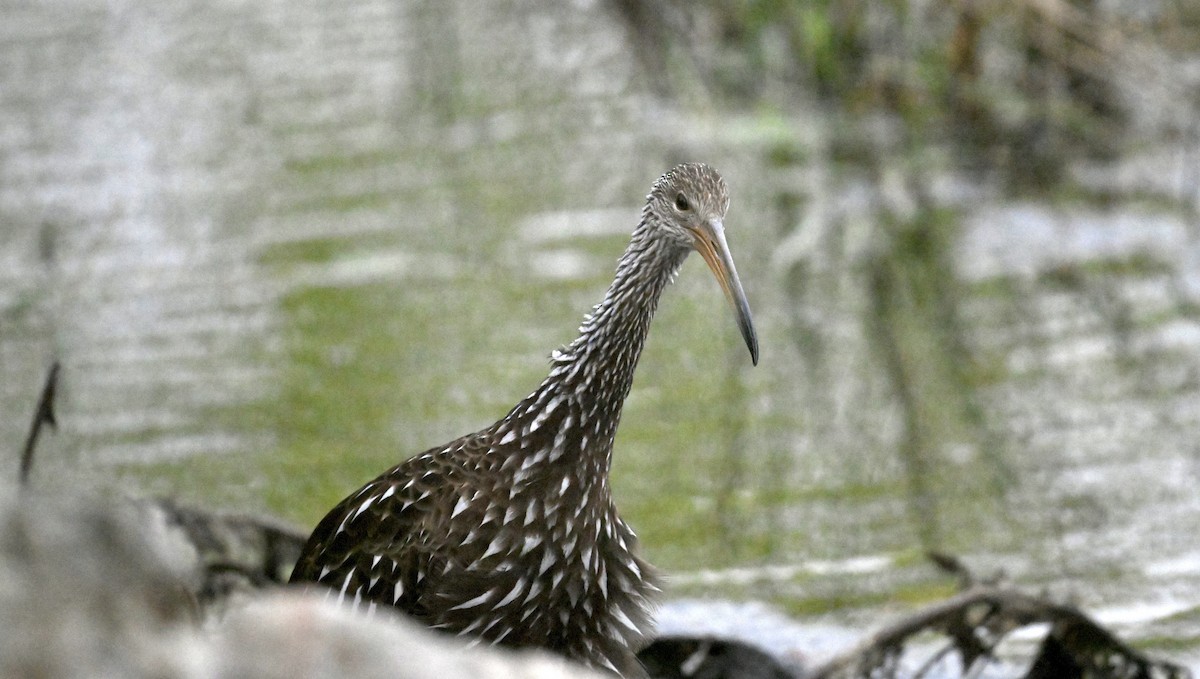 Limpkin - ML643277404