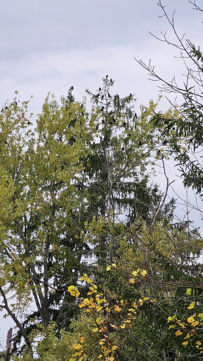 Common Grackle - ML643277415