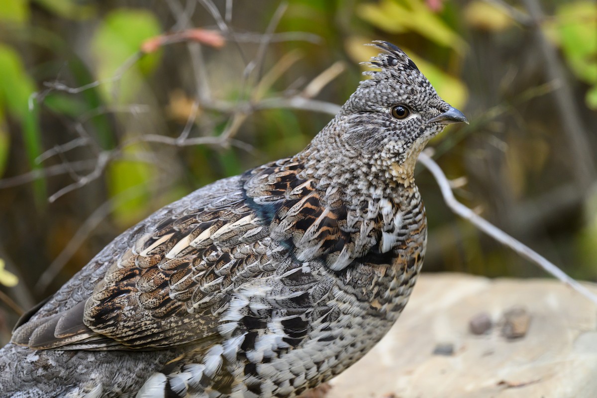 Ruffed Grouse - ML643277427