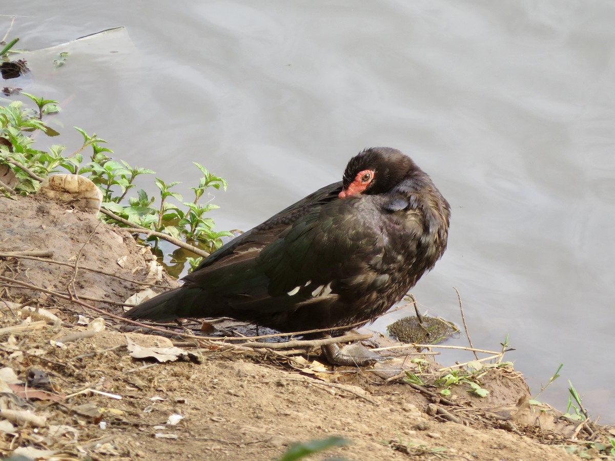 Canard musqué - ML643277428