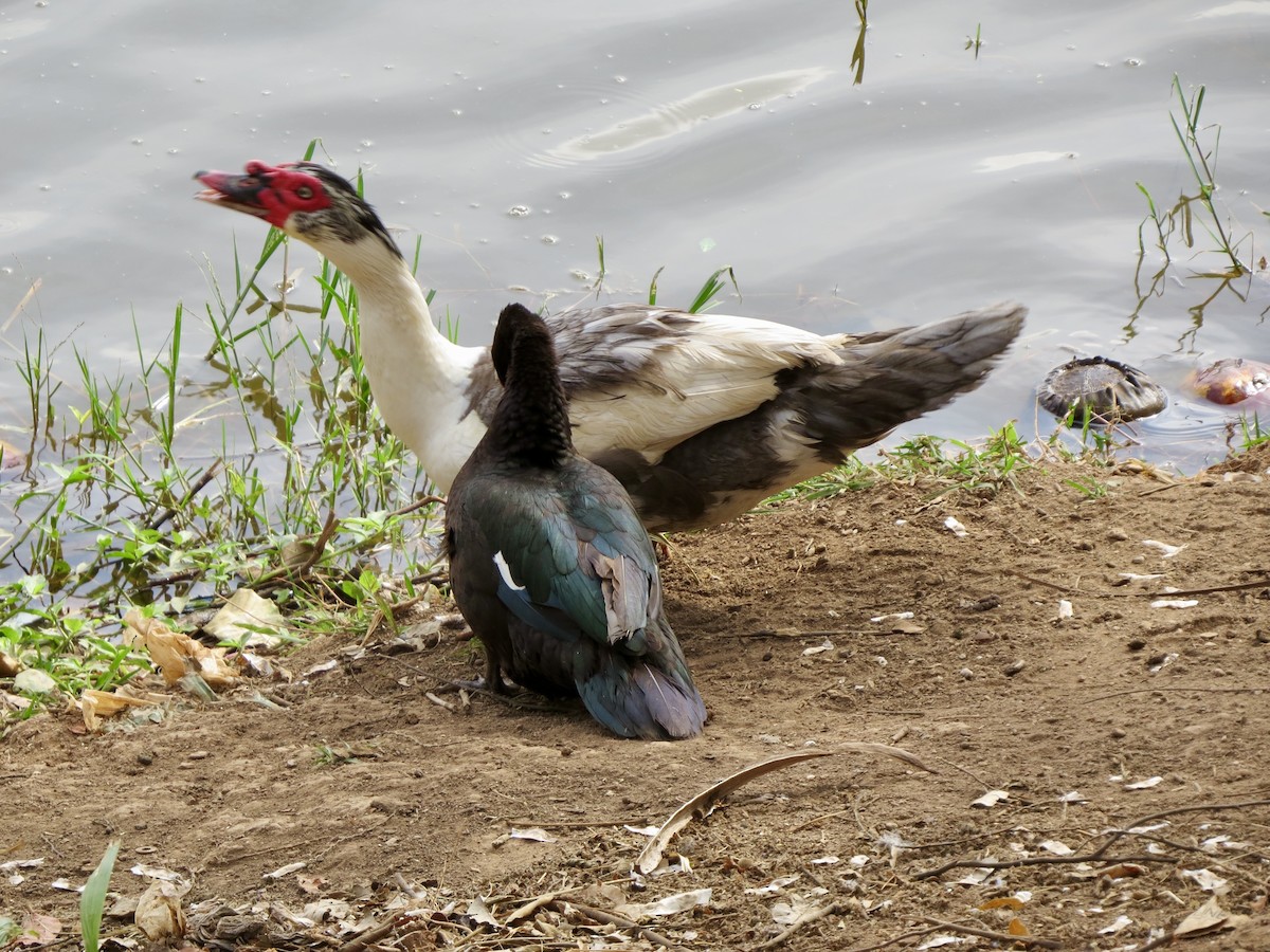 Canard musqué - ML643277429