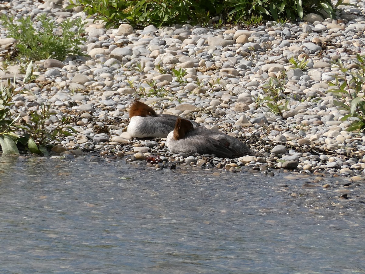 Хумхин бохио - ML643277446