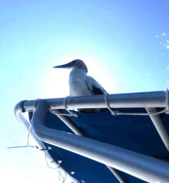 Red-footed Booby - ML643277452
