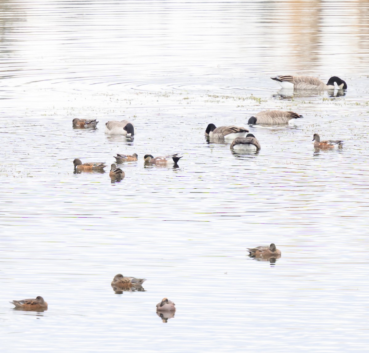 Canard d'Amérique - ML643277454