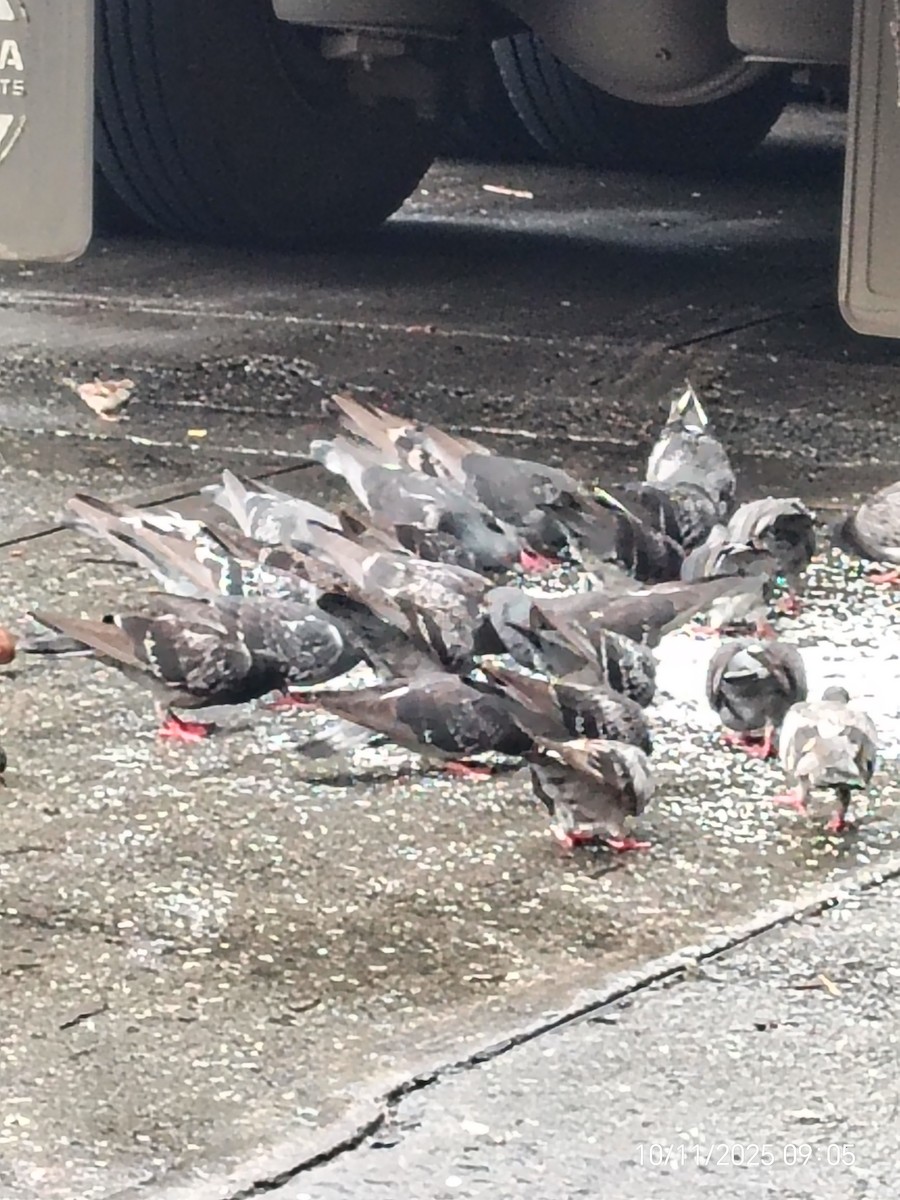 Rock Pigeon (Feral Pigeon) - ML643277460