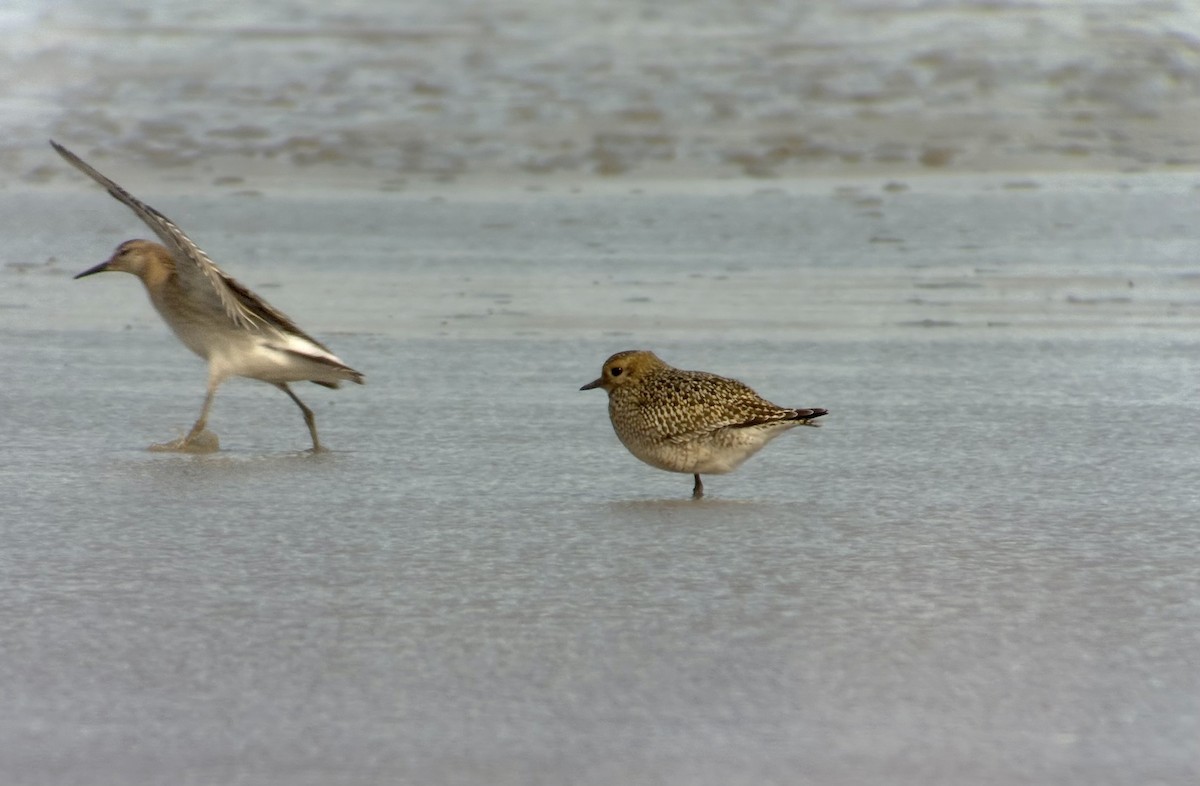 European Golden-Plover - ML643277463