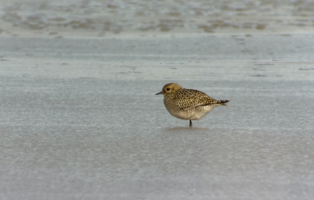 European Golden-Plover - ML643277464