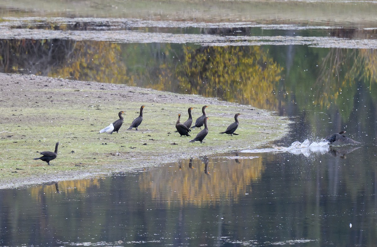Cormoran à aigrettes - ML643277477