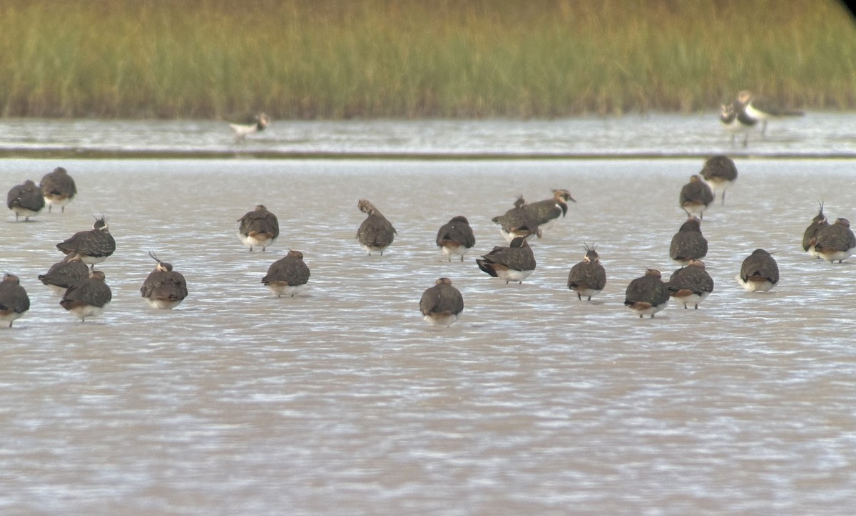 Northern Lapwing - ML643277478