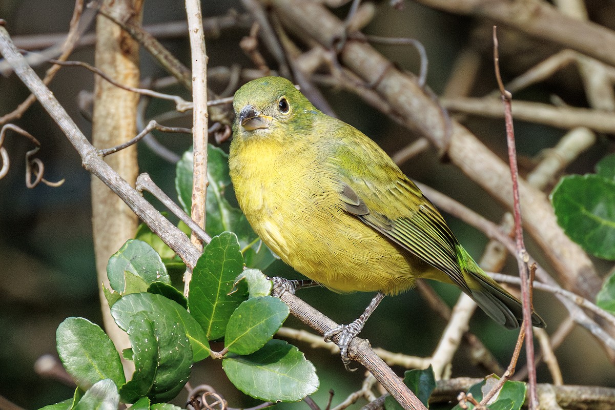Painted Bunting - ML643277482