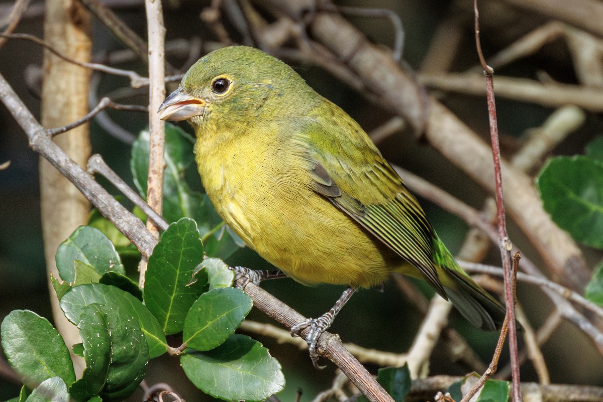 Painted Bunting - ML643277483