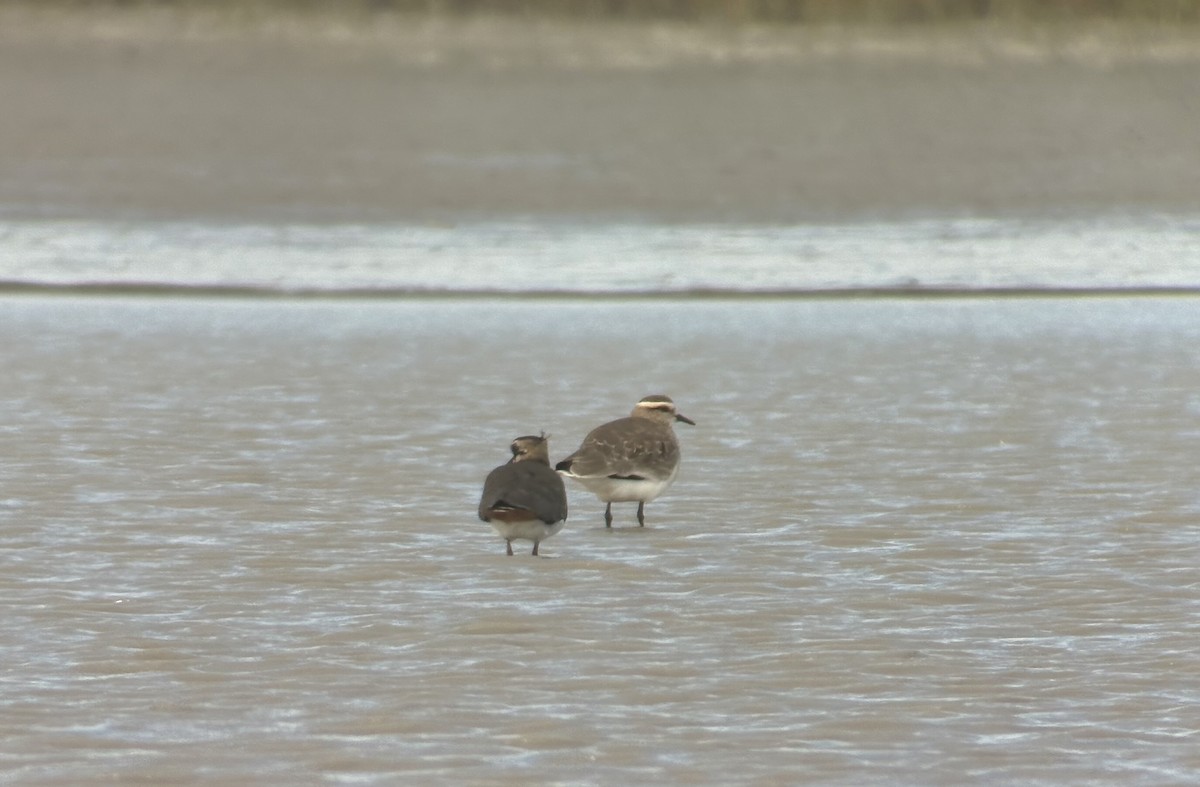 Sociable Lapwing - ML643277484