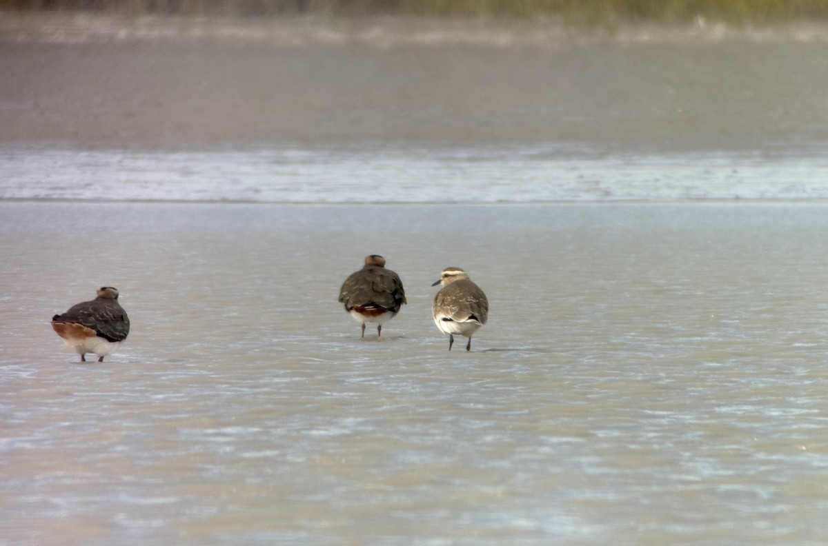 Sociable Lapwing - ML643277485
