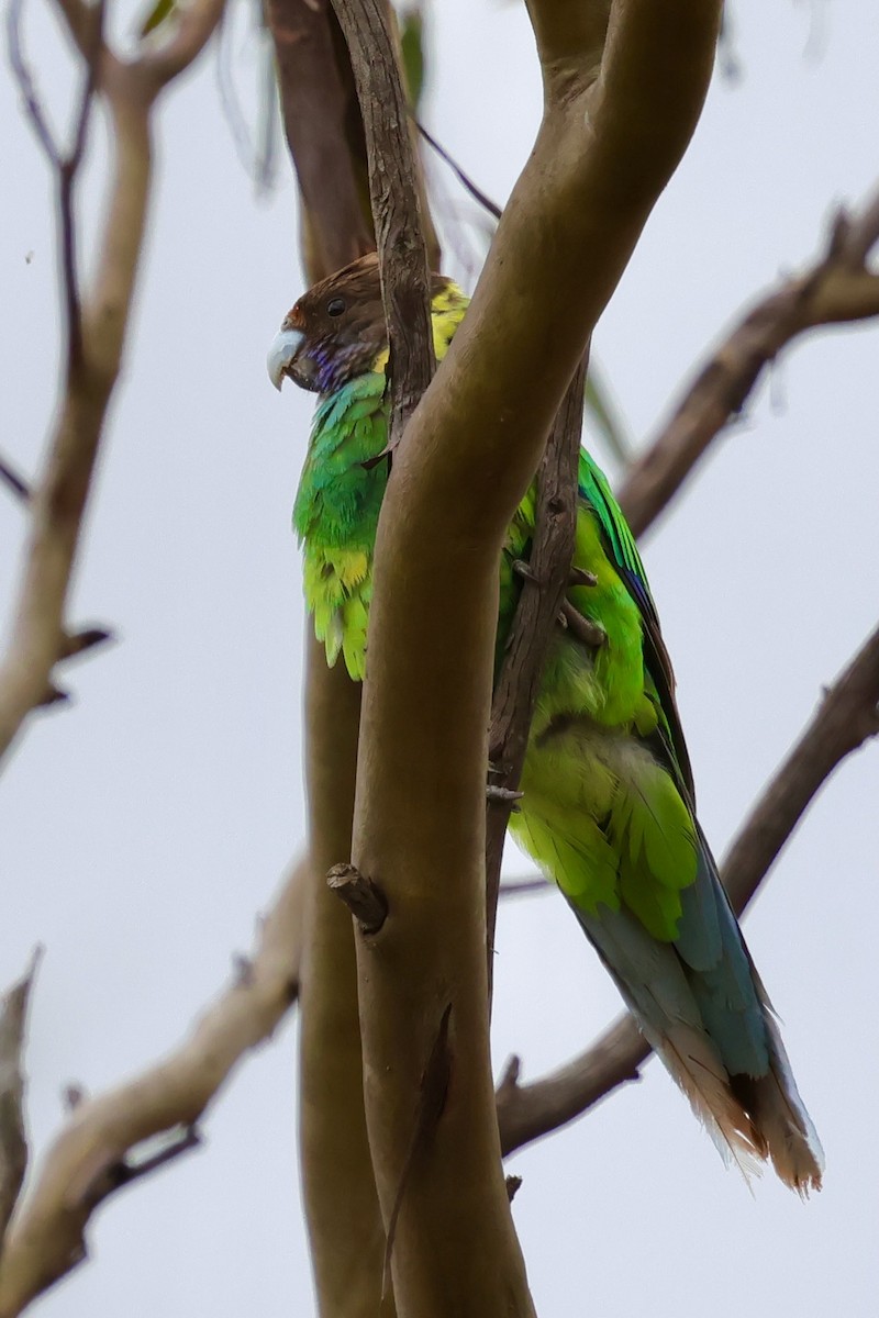 Australian Ringneck - ML643277509
