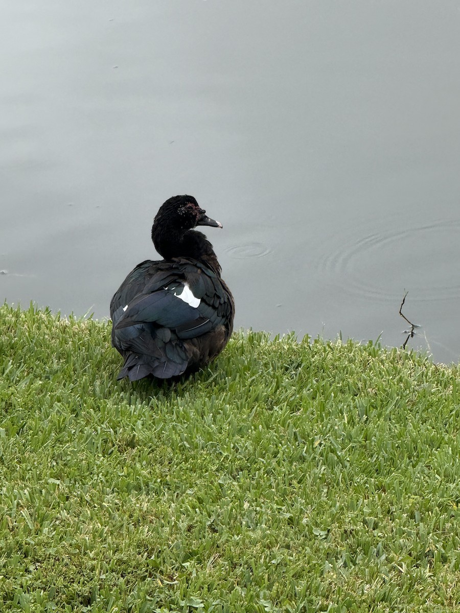 Canard musqué (forme domestique) - ML643277517