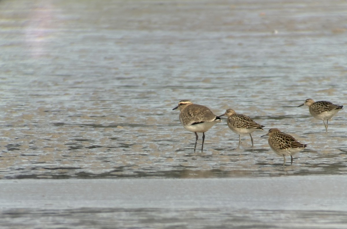 Sociable Lapwing - ML643277524